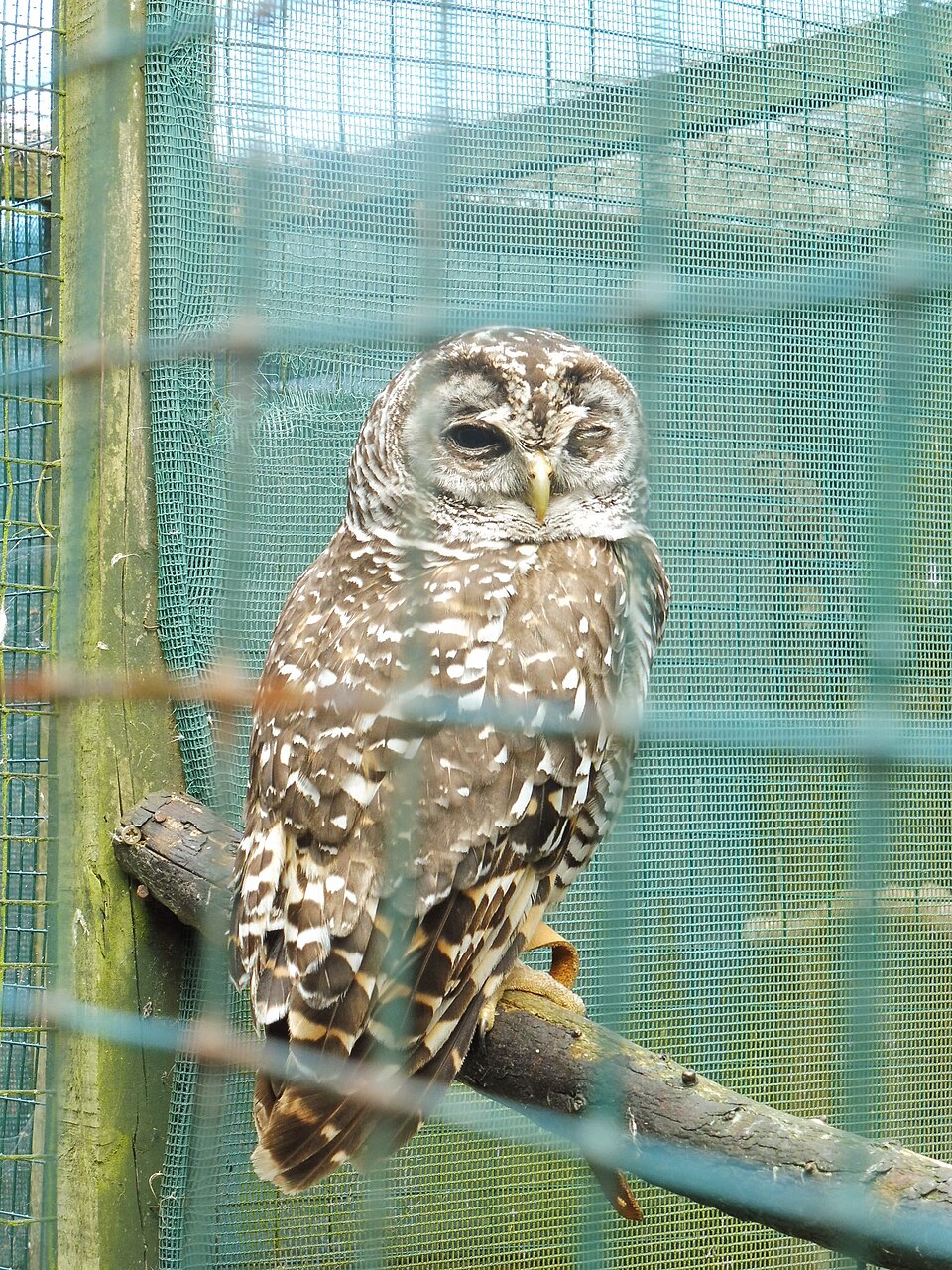 Chaco Owl