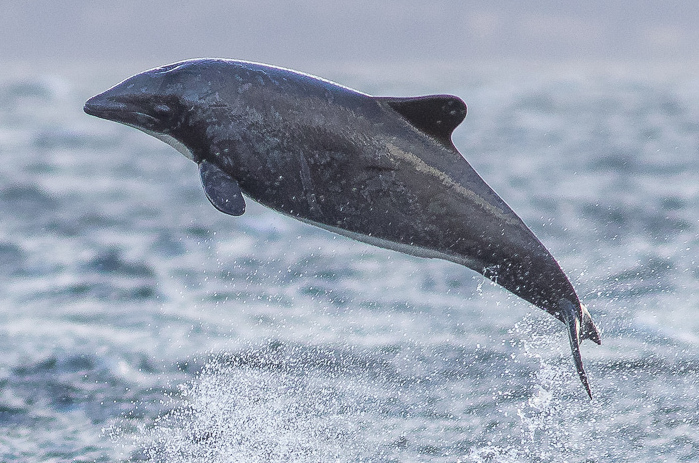 Chilean dolphin