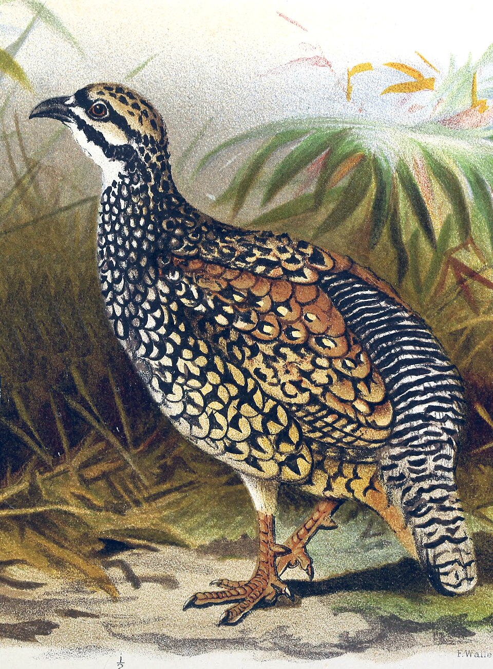 Chinese Francolin