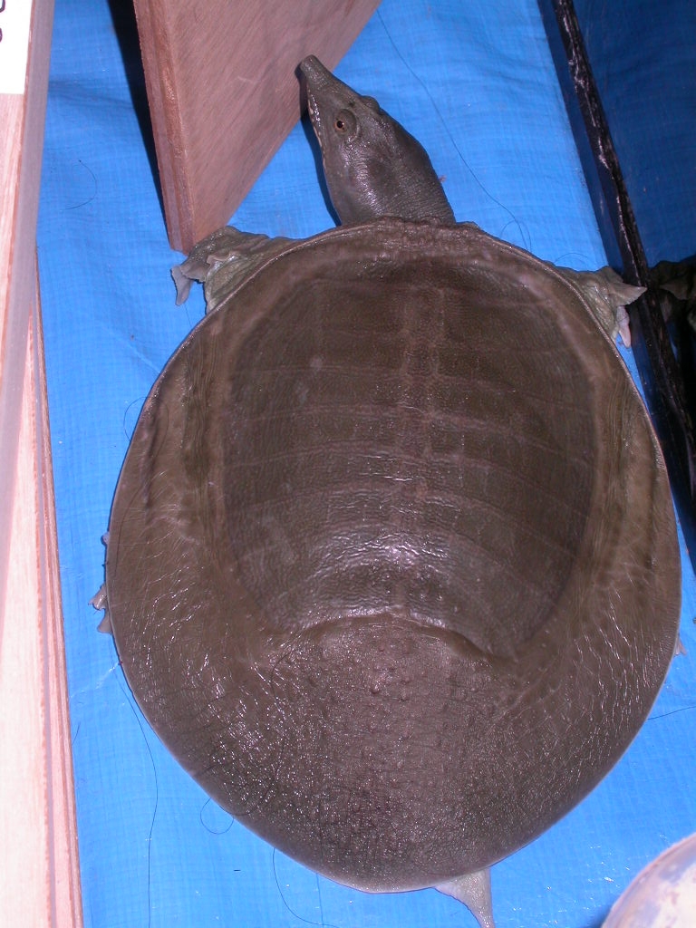 Chinese softshell turtle