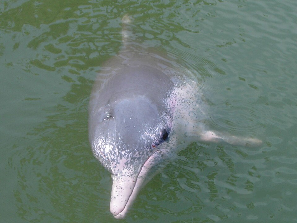 Chinese white dolphin