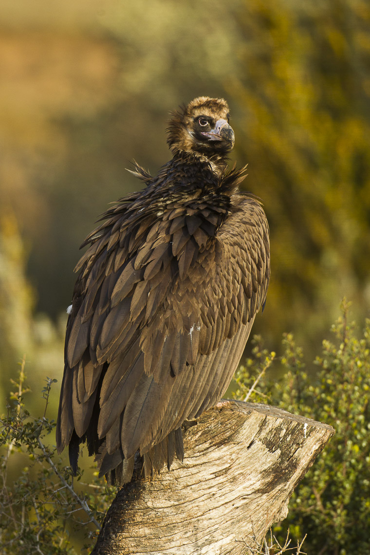 Cinereous Vulture