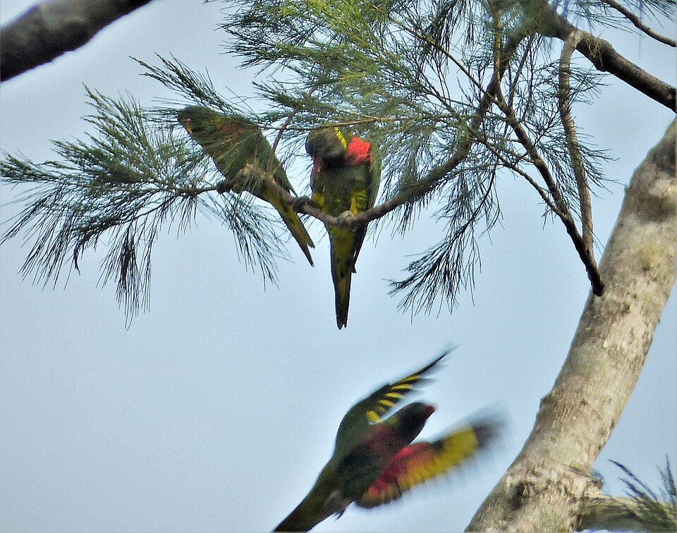 Coconut Lorikeet
