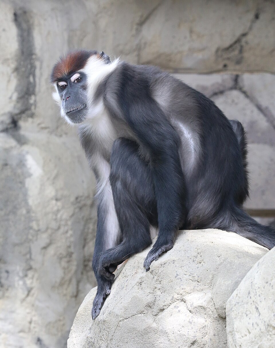 collared mangabey