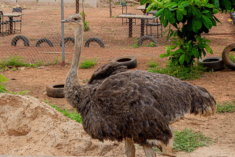 Common ostrich