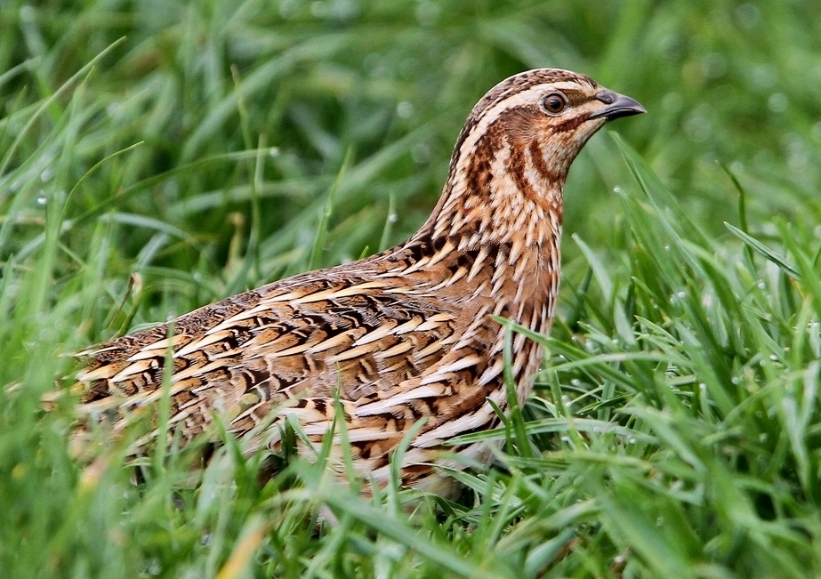 Common Quail