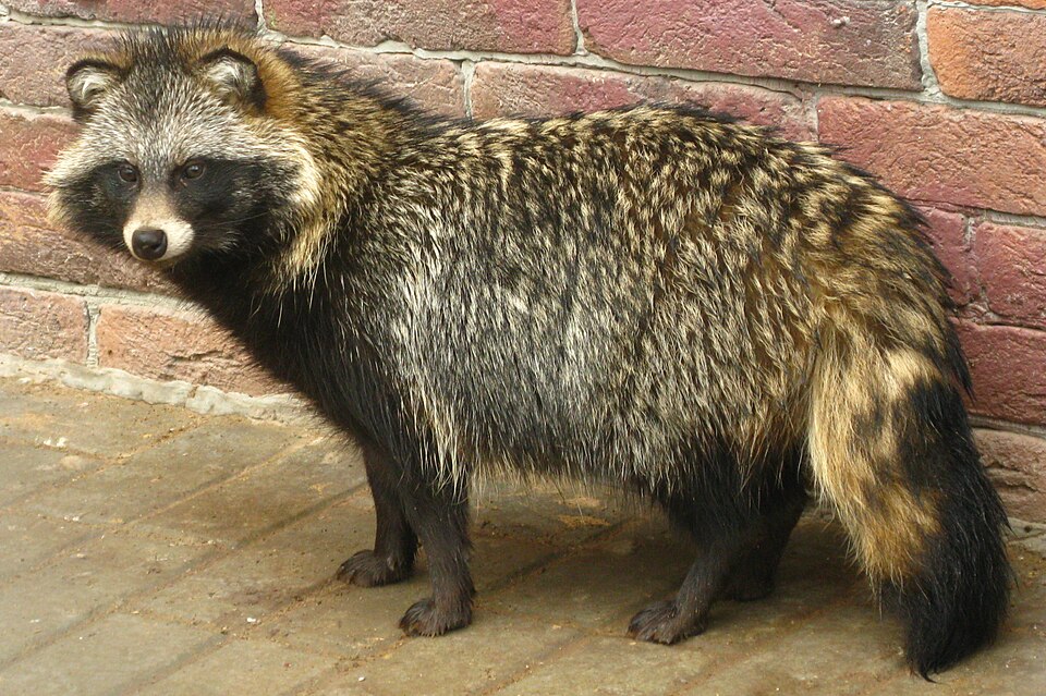 Common raccoon dog