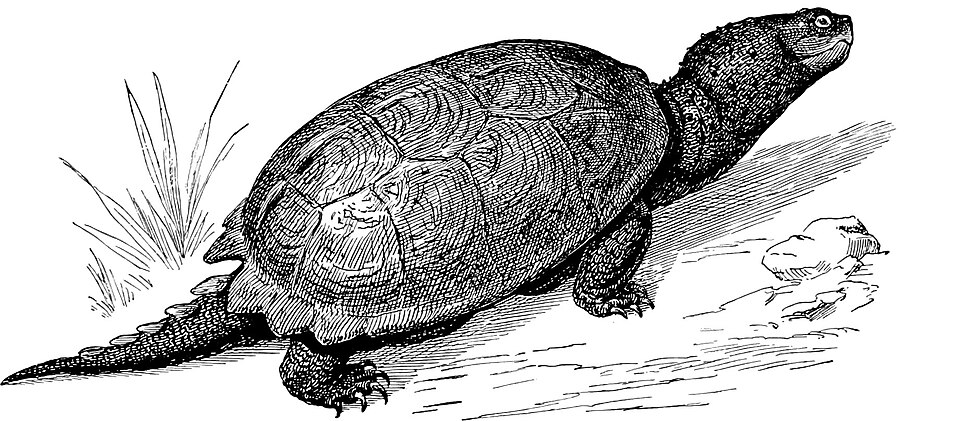 common snapping turtle