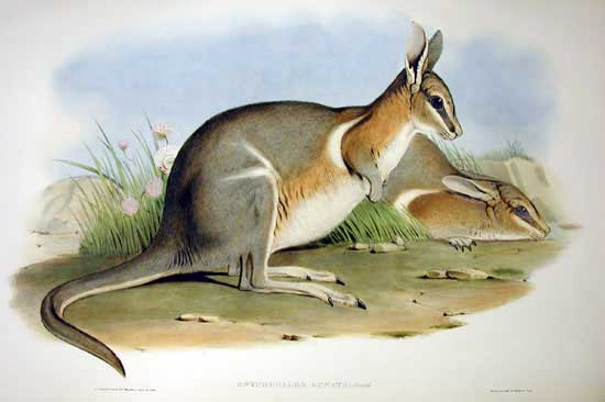crescent nail-tail wallaby