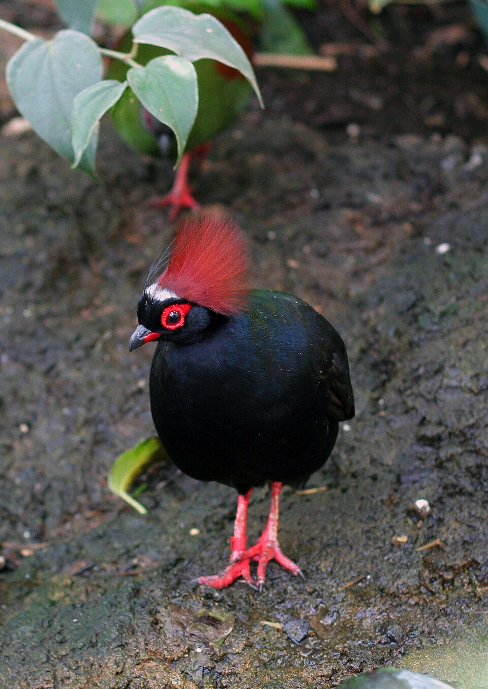 Crested Partridge