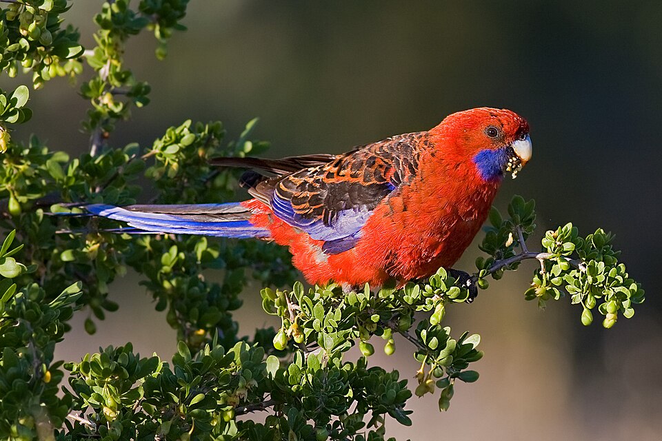 Crimson Rosella