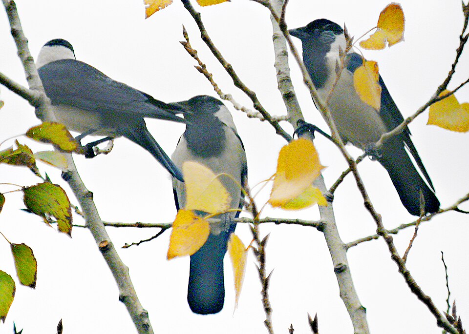 Daurian Jackdaw