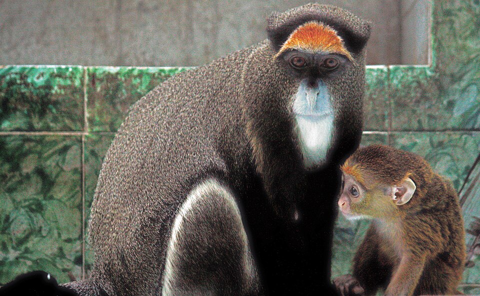 De Brazza's monkey