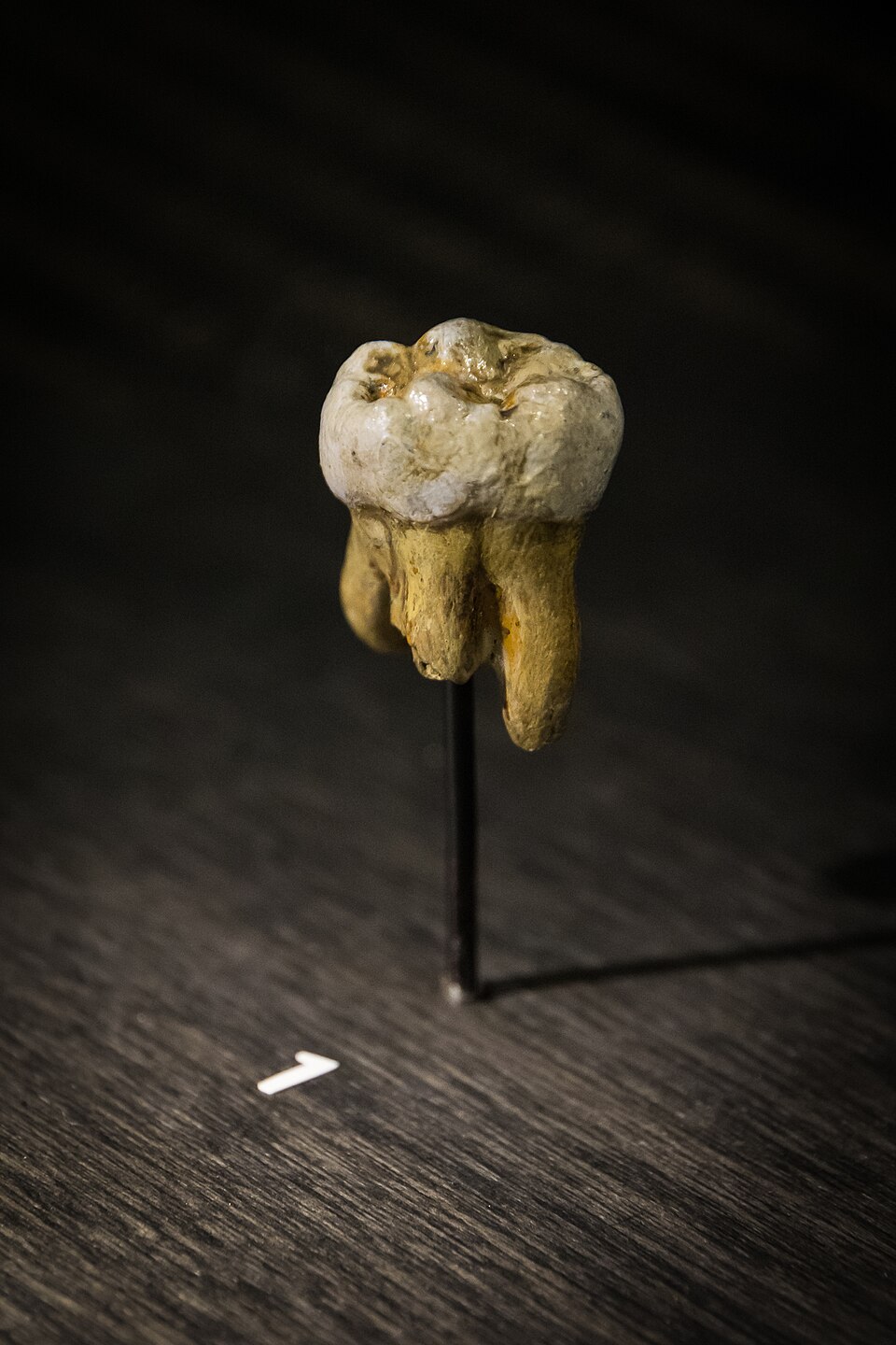 denisovan
