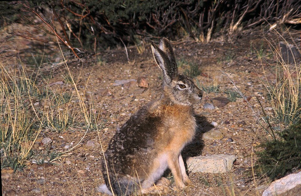 desert hare