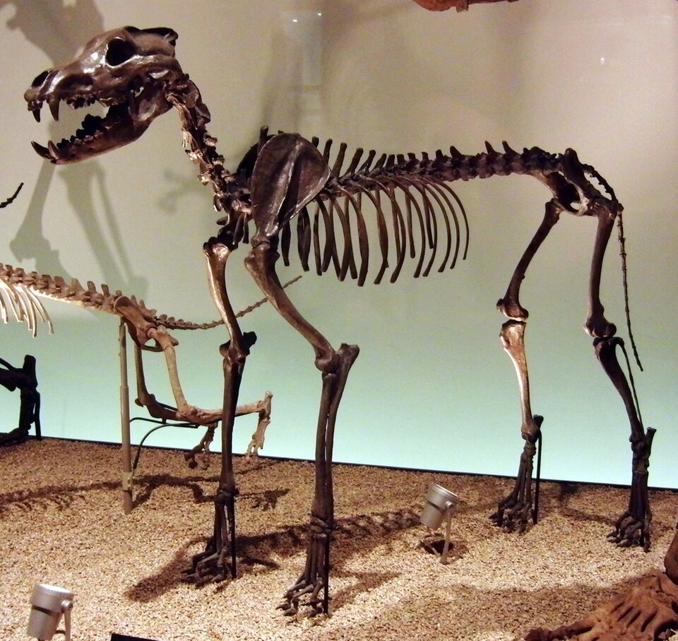 dire wolf