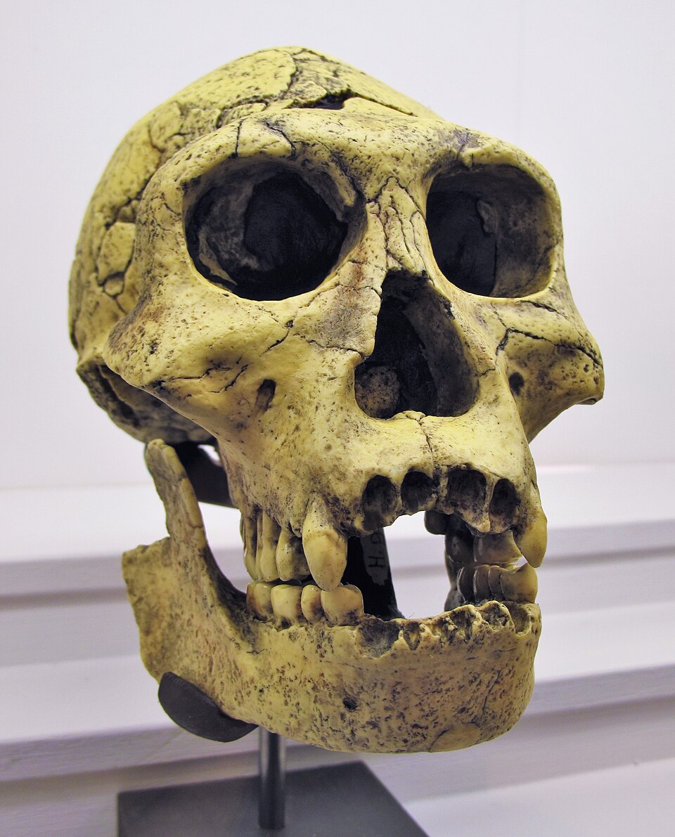 Dmanisi hominins