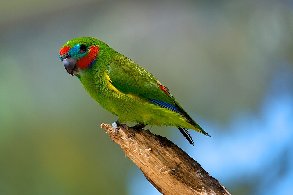 Double-eyed Fig Parrot