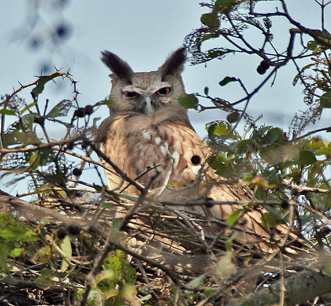 Dusky Eagle-Owl