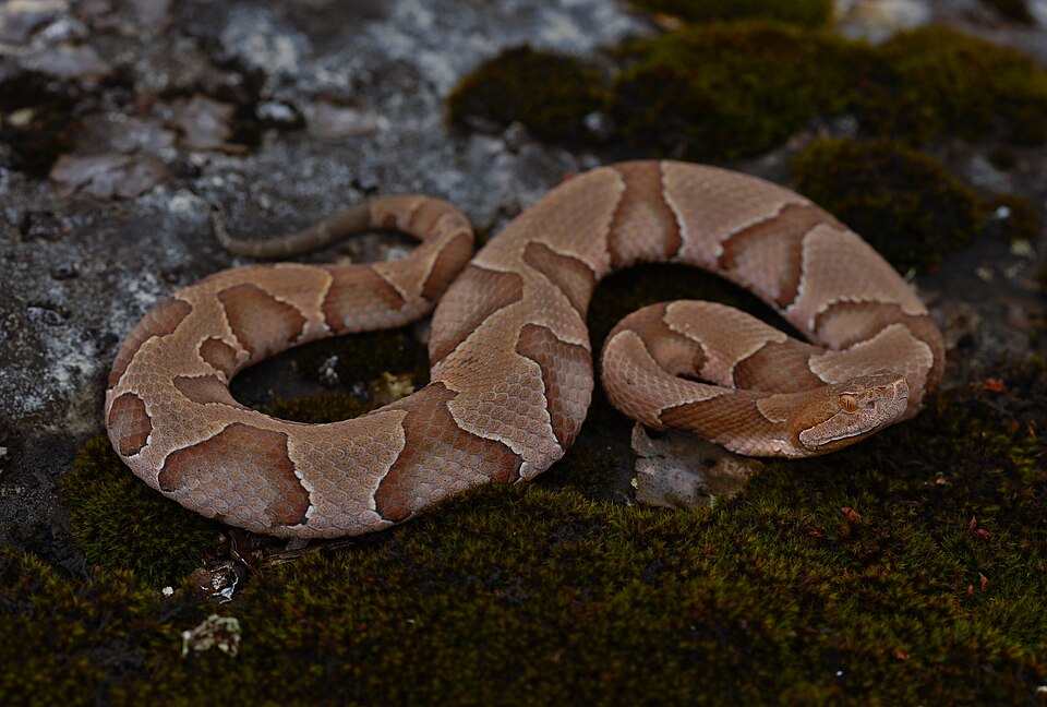 Eastern copperhead