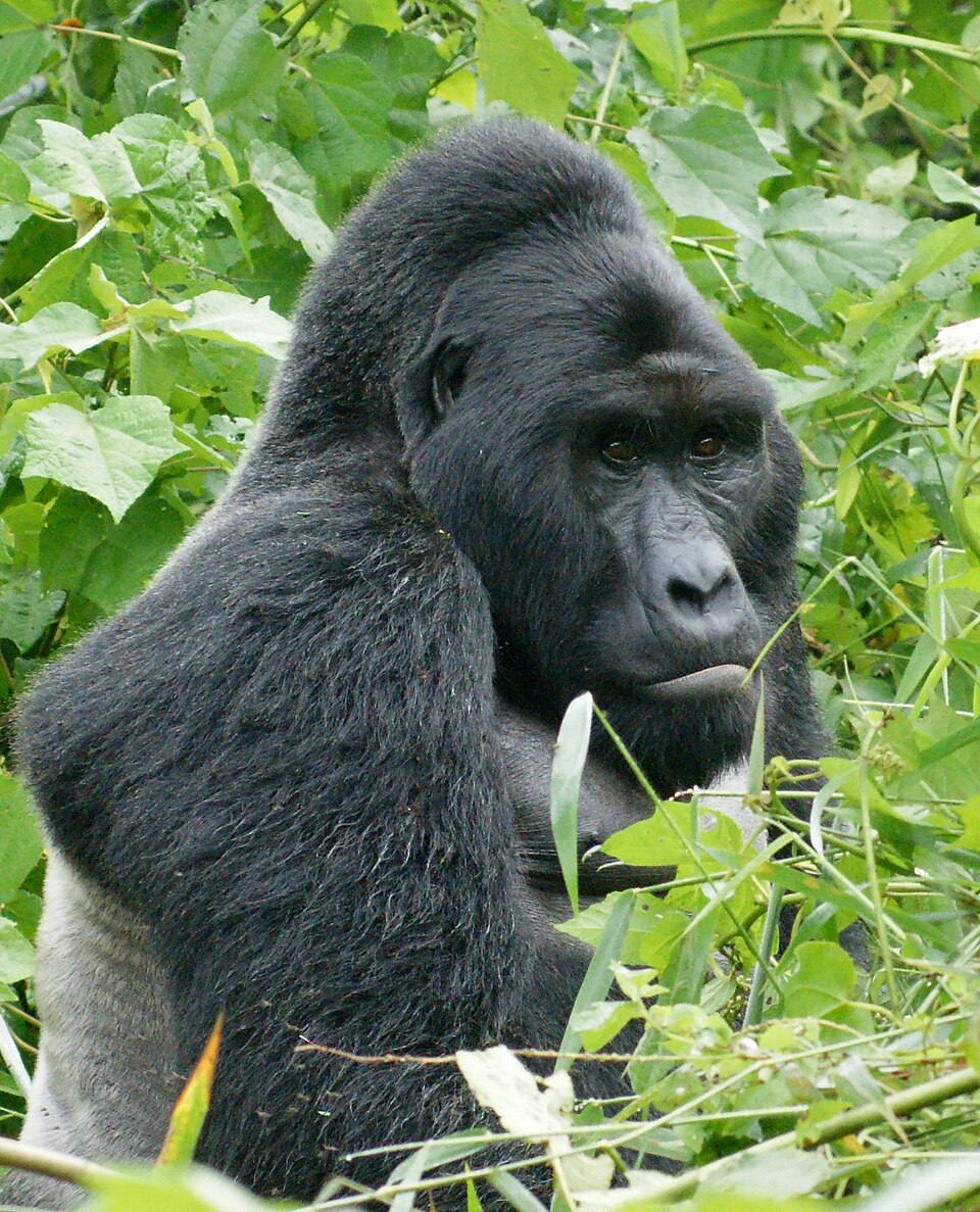 eastern gorilla