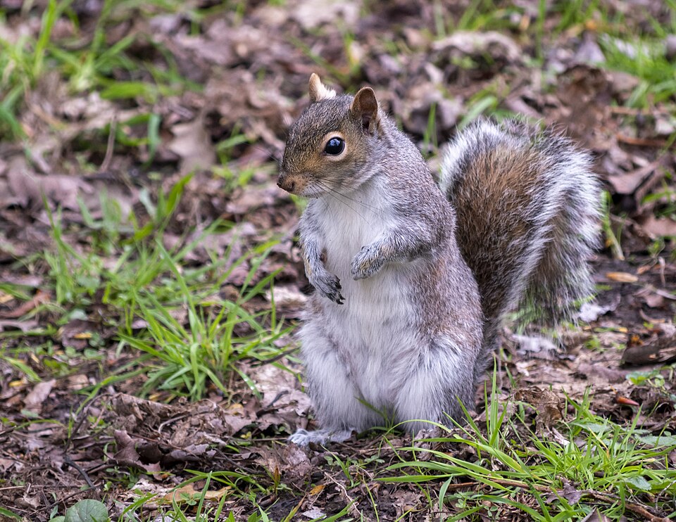 Eastern gray squirrel