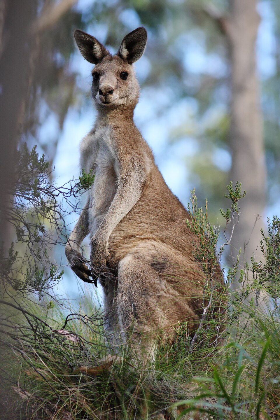 eastern grey kangaroo