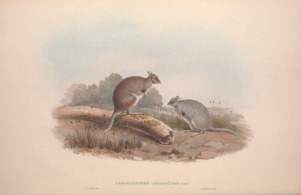 Eastern hare-wallaby