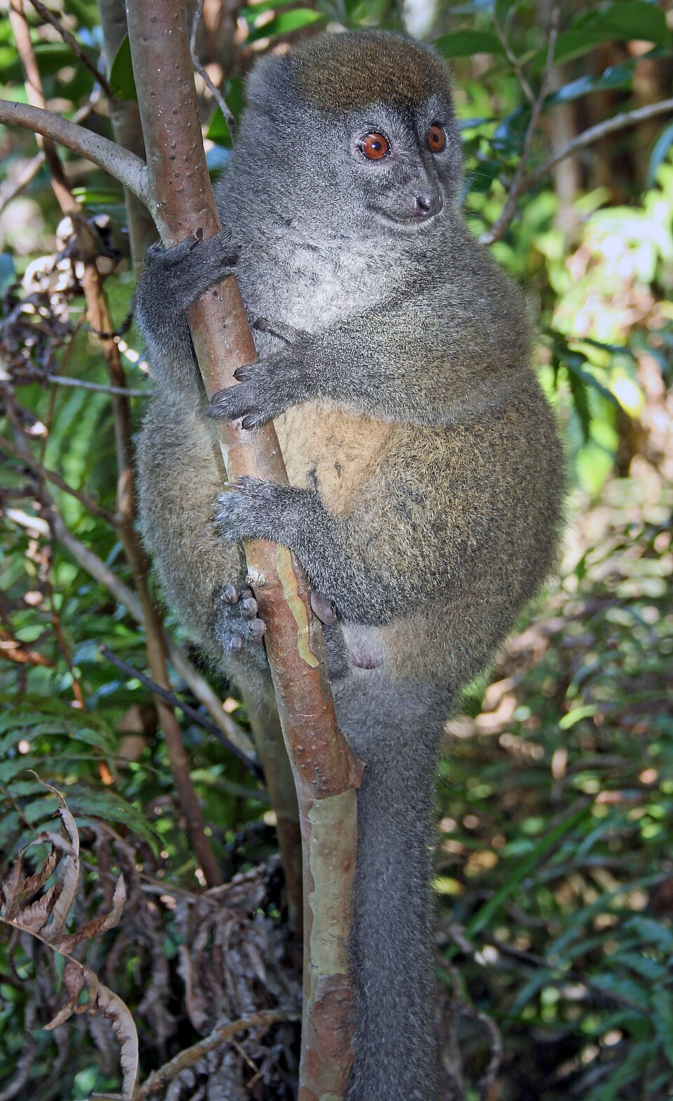 Eastern lesser bamboo lemur