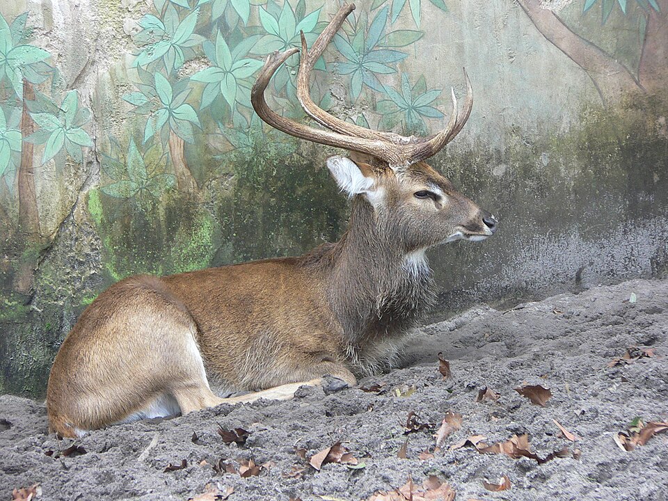 Eld's deer