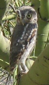 Elf Owl