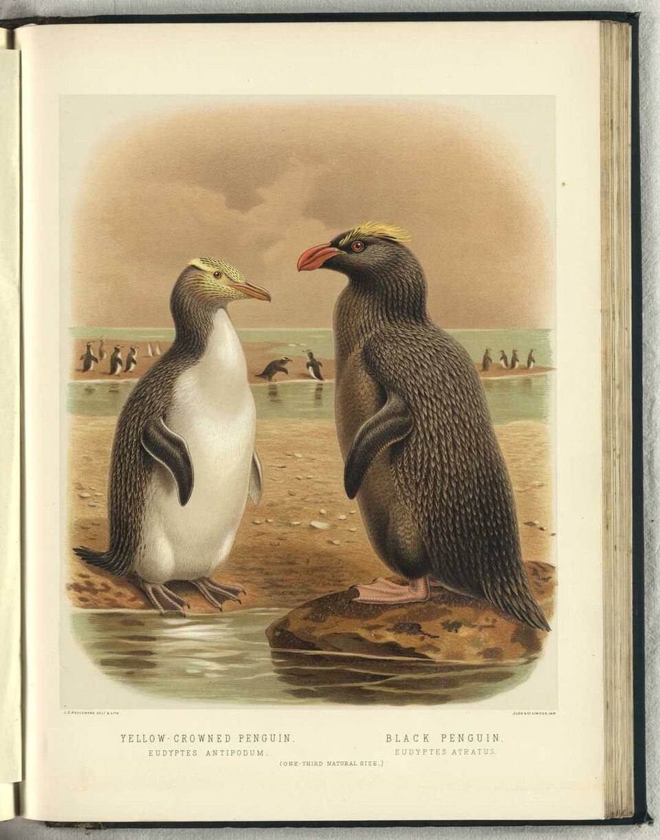 erect-crested penguin