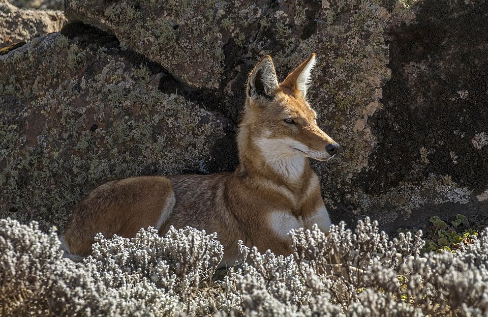 Ethiopian wolf