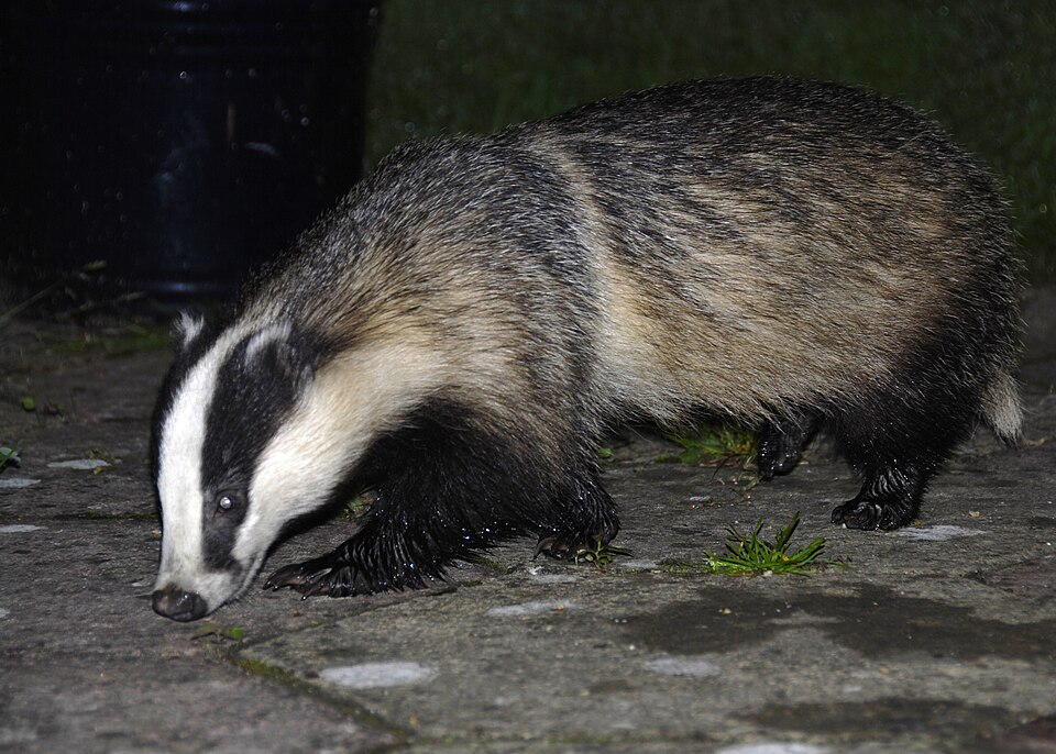 Eurasian badger