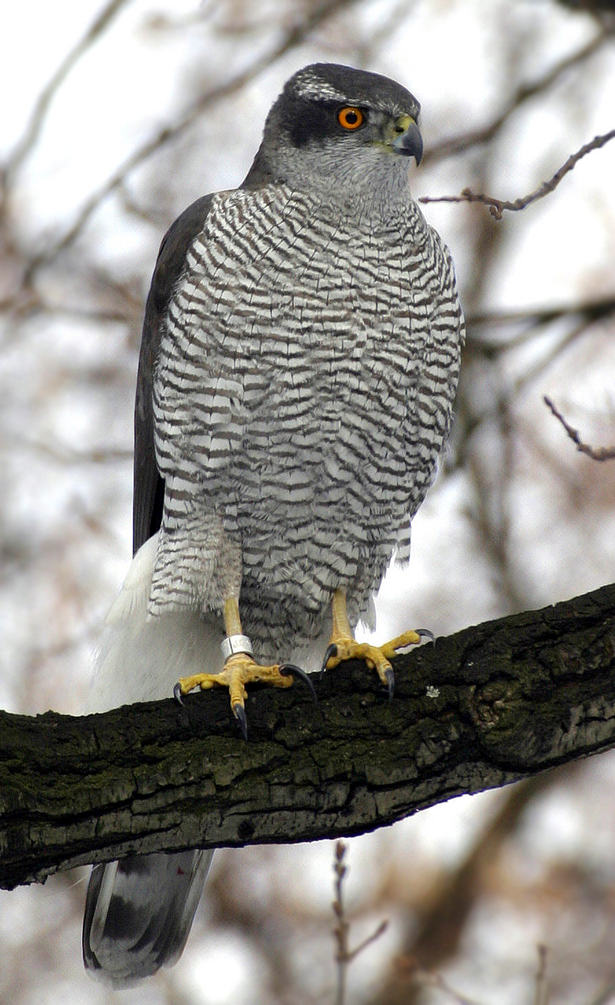 Eurasian Goshawk