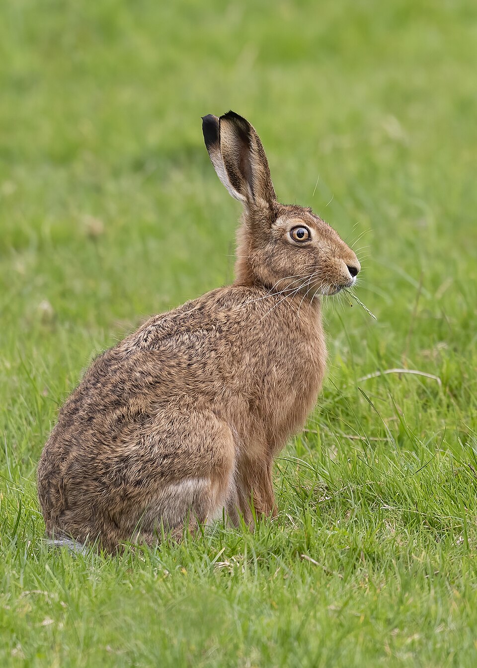 European hare