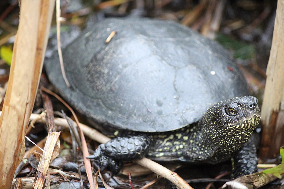 European pond turtle