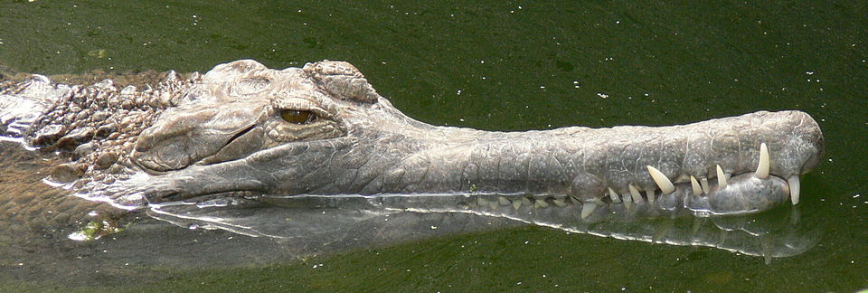 false gharial