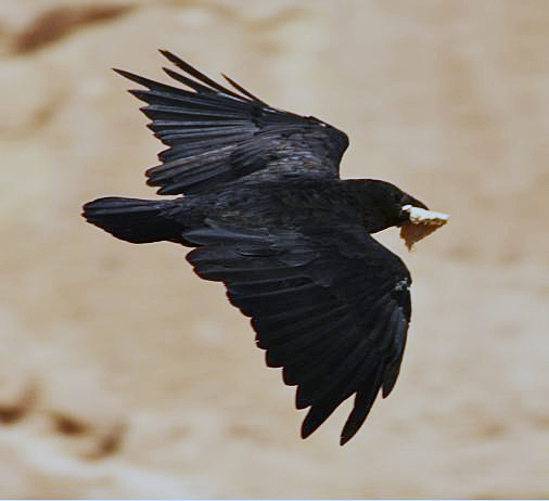 Fan-tailed Raven