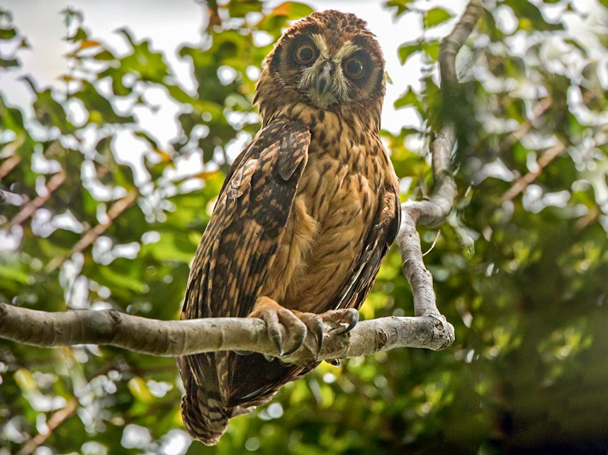 Fearful Owl