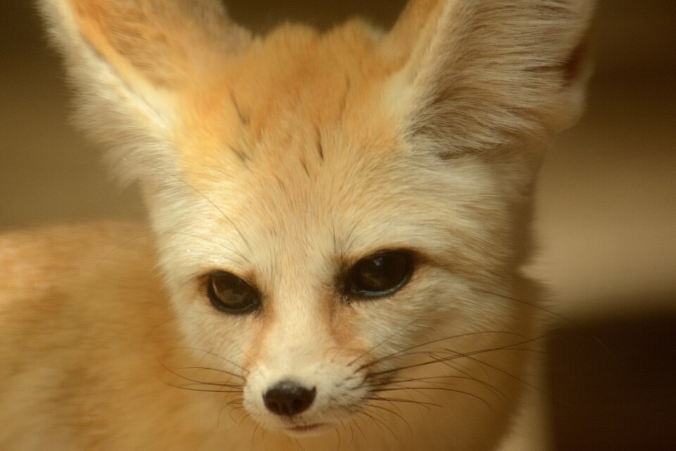 Fennec fox