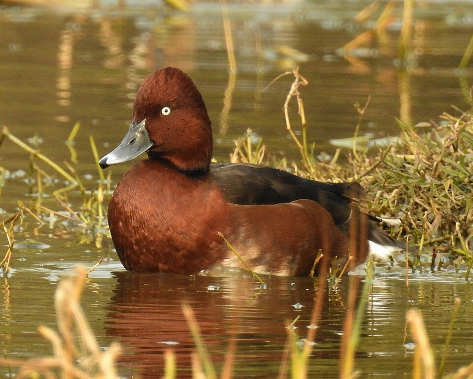 Ferruginous Duck