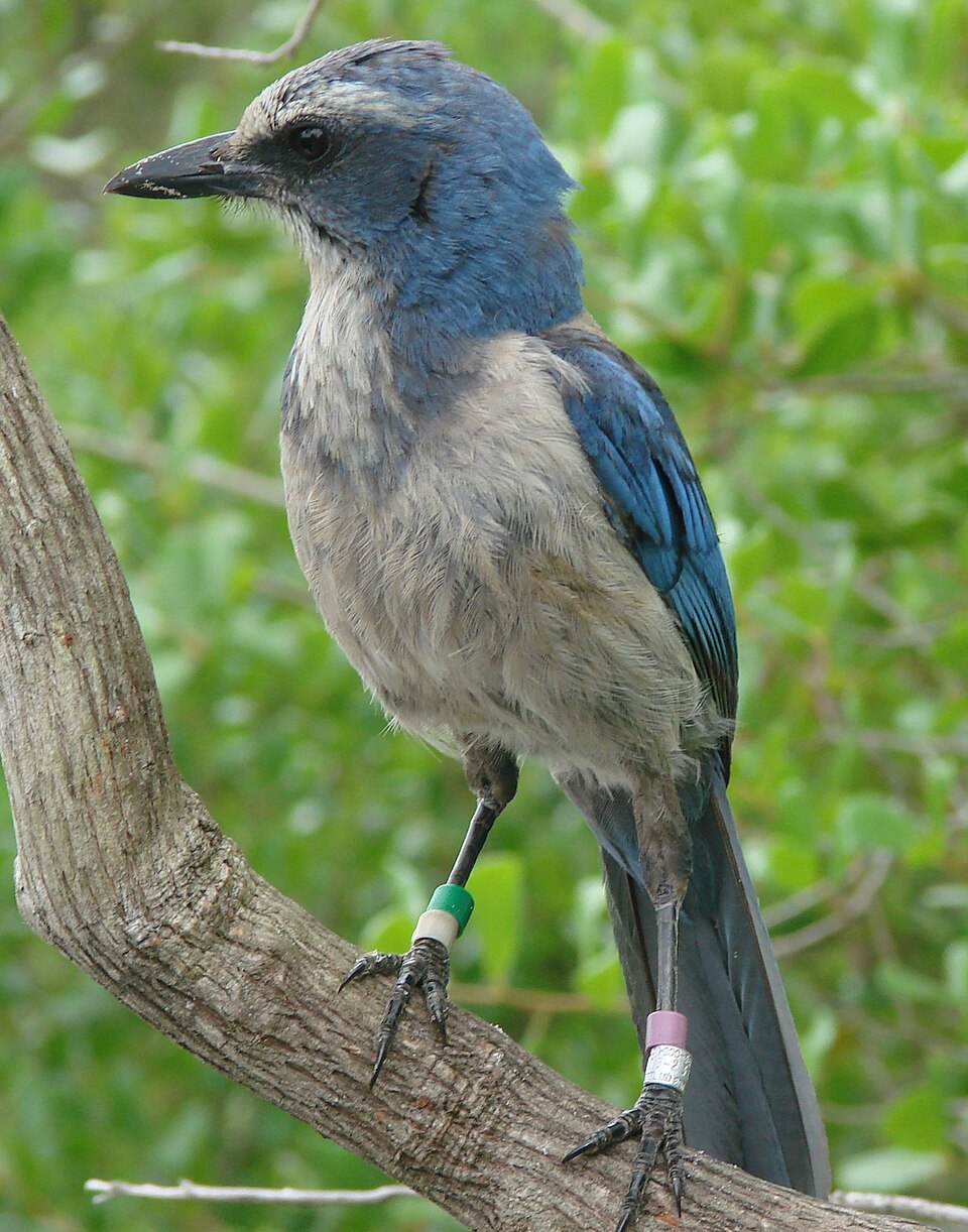 Florida Scrub Jay