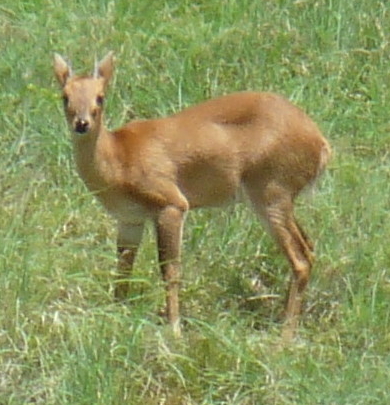 Four-horned antelope