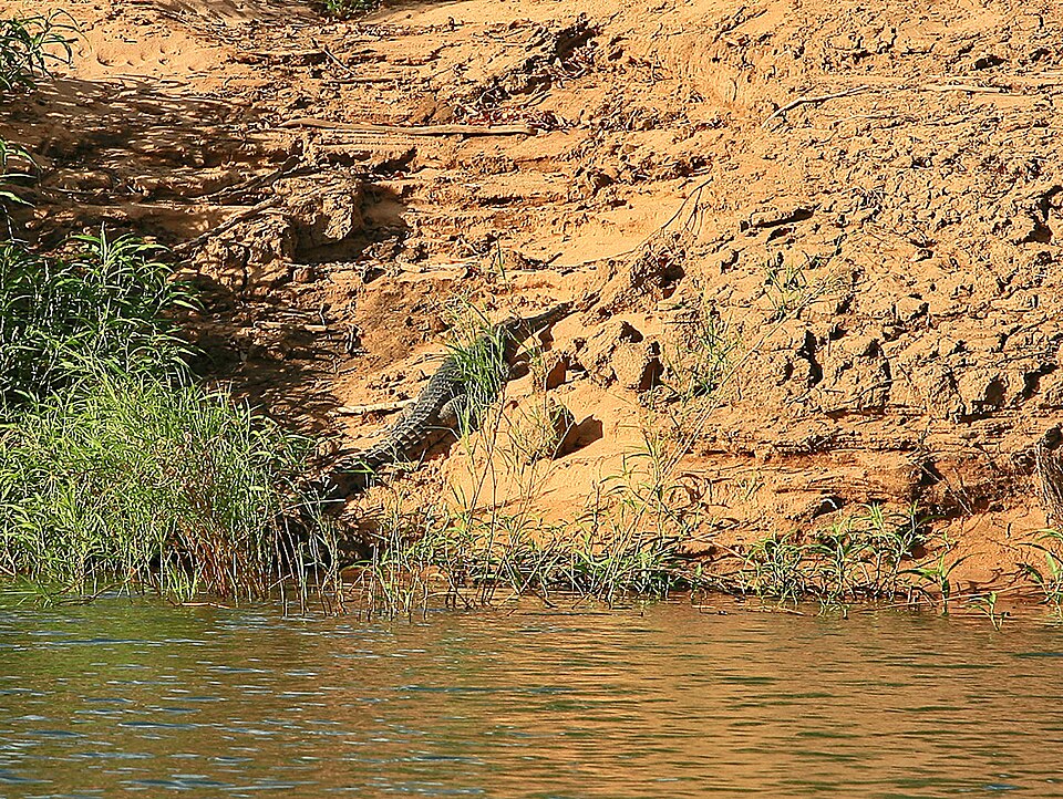 freshwater crocodile