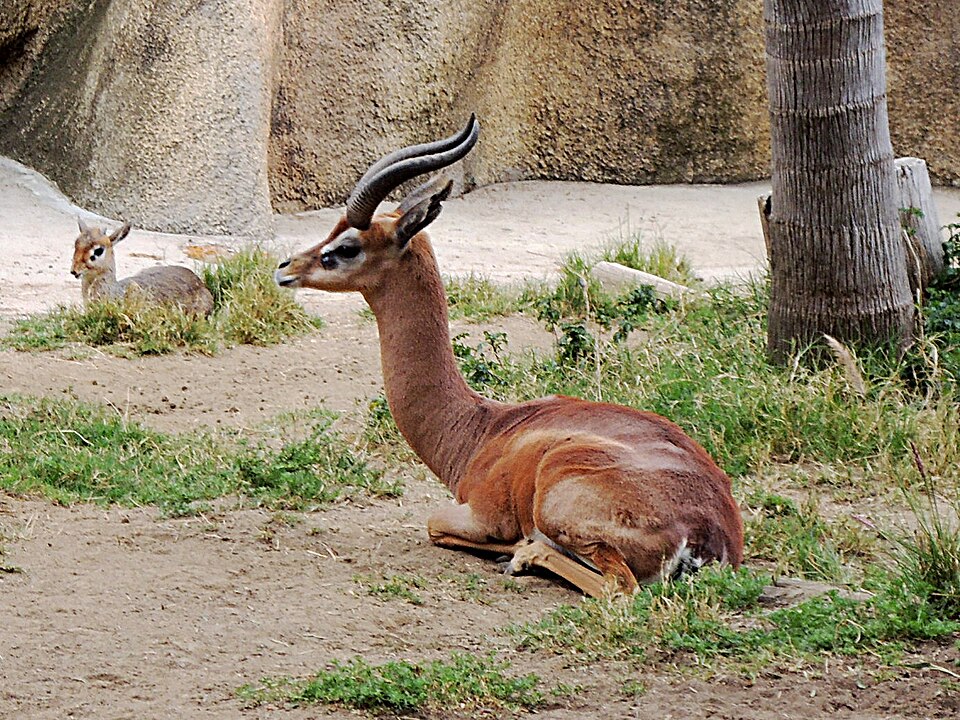 gerenuk