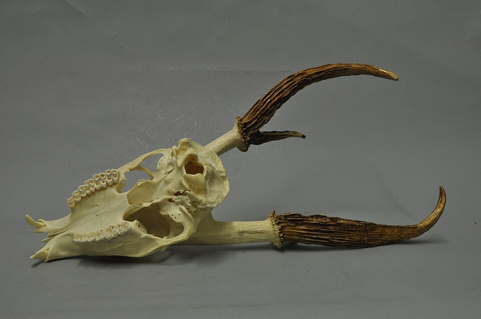 Giant muntjac