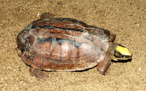 Golden coin turtle