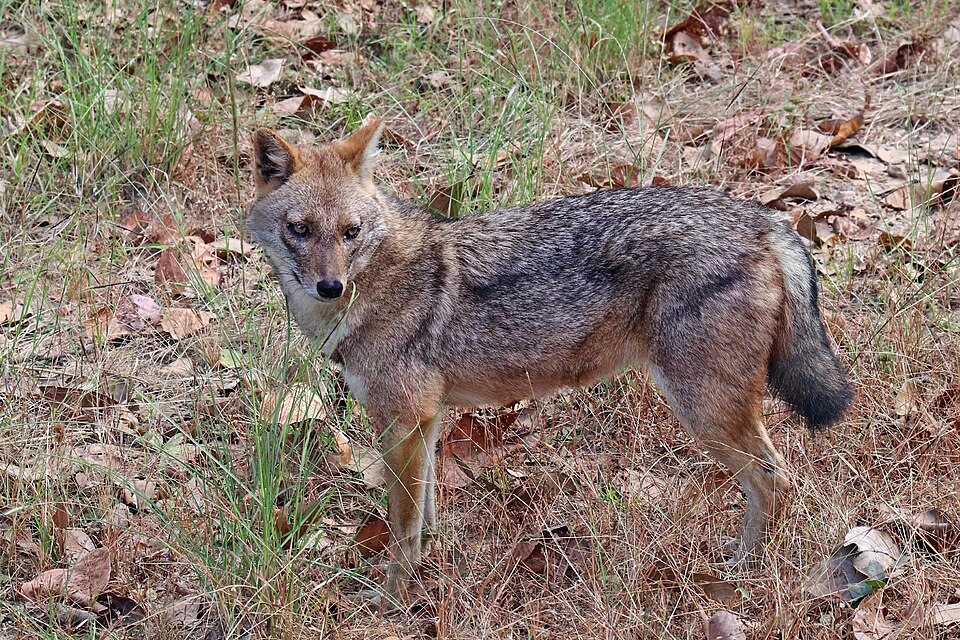 golden jackal