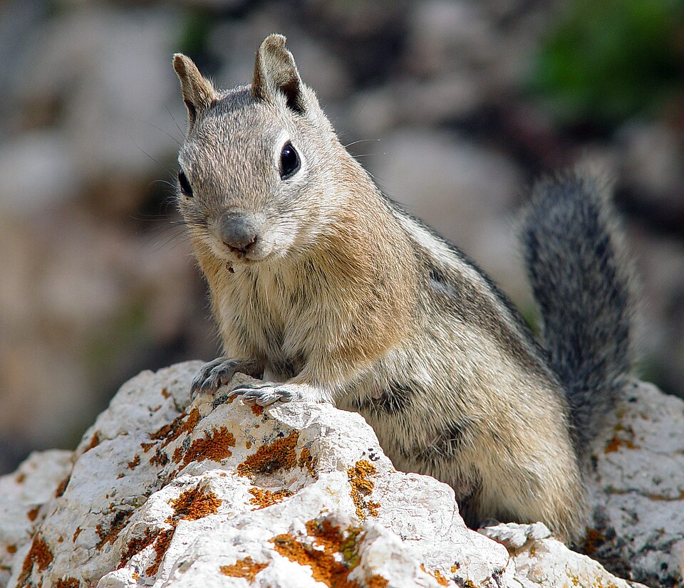 Golden-mantled ground squirrel